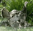 wild turkey hen with chicks