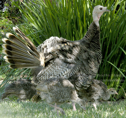 wild turkey hen with chicks