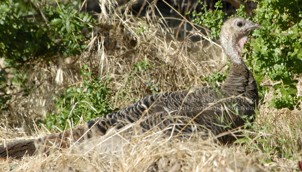 wild turkey hen on nest