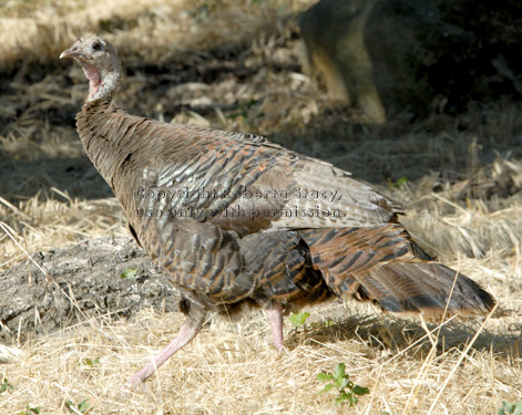 wild turkey hen