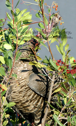 wild turkey eating berries in tall bush