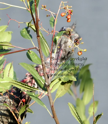 close-up of wild turkey eating berries in tall bush