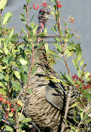 wild turkey in tall bush eating berries