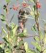 close-up of wild turkey in tall bush eating berries