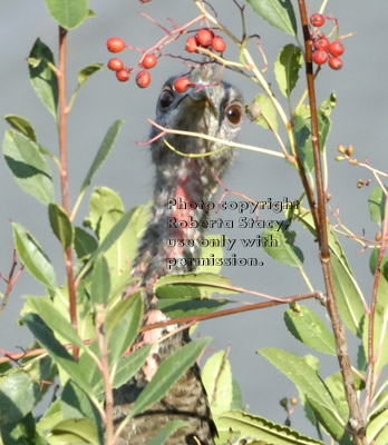 close-up of wild turkey in tall bush eating berries