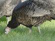 wild turkey eating grass