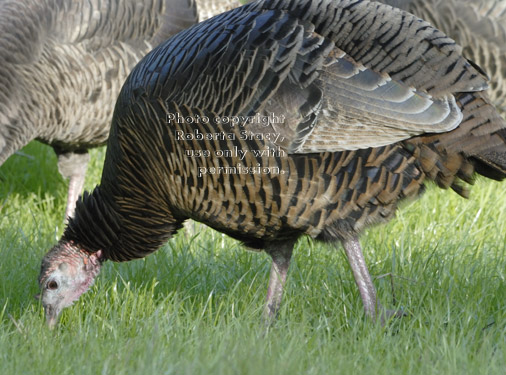 wild turkey eating grass