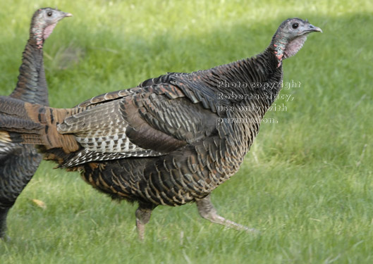 wild turkey walking across grassy field