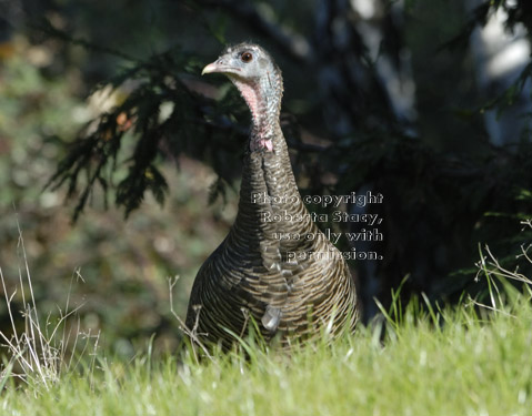 wild turkey