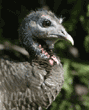 wild turkey, close-up