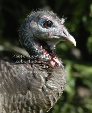 wild turkey, close-up