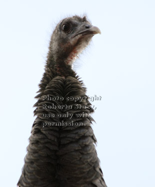 wild turkey looking down from roof of shopping center