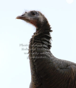 wild turkey on shopping-center roof