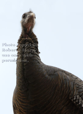 wild turkey on roof