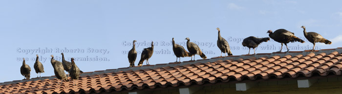 wild turkeys on shopping-center roof