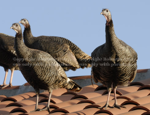 wild turkeys on roof of shopping center building