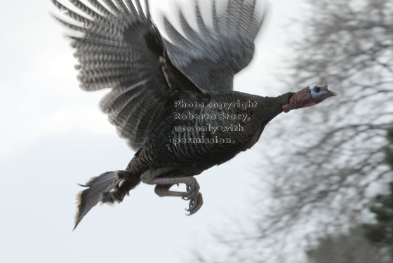 male wild turkeys flying away from shopping-center roof