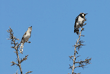 northern mockingbird and acorn woodpecker at the top of a silk oak tree