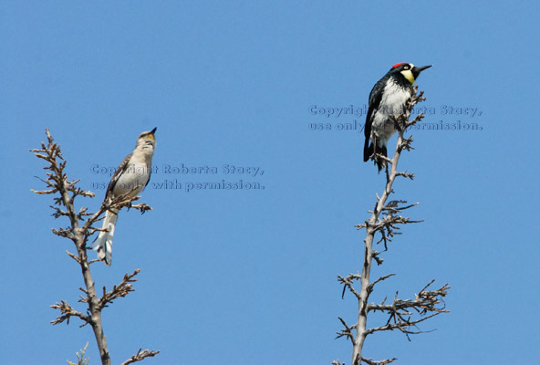 northern mockingbird and acorn woodpecker at the top of a silk oak tree