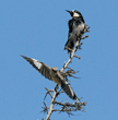 northern mockingbird flying from tree on which an acorn woodpecker is perched