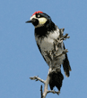 acorn woodpecker perched at top of silk oak tree