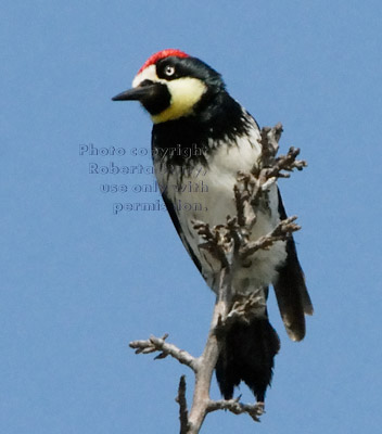 acorn woodpecker perched at top of silk oak tree