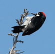 acorn woodpecker on treetop