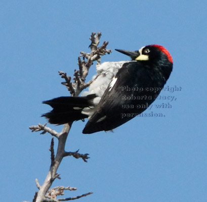 acorn woodpecker on treetop