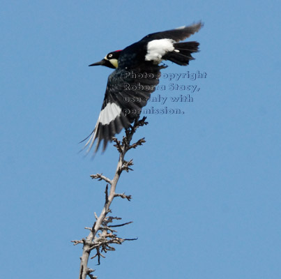 acorn woodpecker flying from top of tree