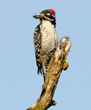 adult male Nuttall's woodpecker on end of broken tree branch