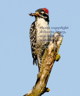 Adult male Nuttall's woodpecker on end of broken tree branch