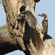 female Nuttall's woodpecker flying from nesting tree, with male in background