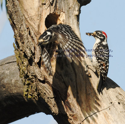 female Nuttall's woodpecker flying from nesting tree, with male in background