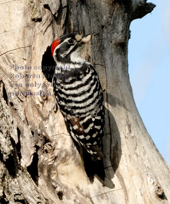 male Nuttall's woodpecker at entrance to nest in tree with food for his chicks