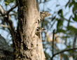 Nuttall's woodpecker mother sticking her head out of nest in tree