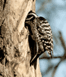 Nuttall's woodpecker mother feeding her babies inside tree