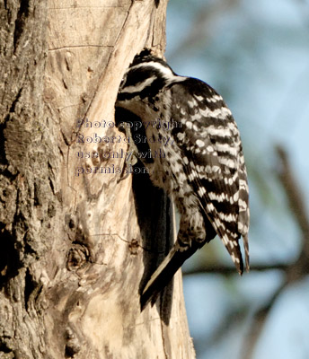 Nuttall's woodpecker mother feeding her babies inside tree