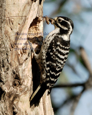 female Nuttall's woodpecker ready to feed her chicks