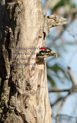 Nuttall's woodpecker father removing waste from nest