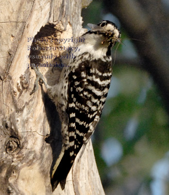 Nuttall's woodpecker mother with food for her chicks