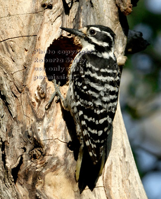 female Nuttall's woodpecker on tree at nest after feeding her chicks