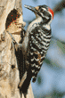 Nuttall's woodpecker father at nest with food for his chicks