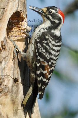 Nuttall's woodpecker father at nest with food for his chicks