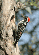 male Nuttall's woodpecker on tree with beak full of food