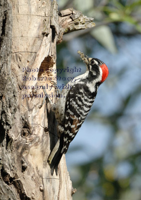 male Nuttall's woodpecker on tree with beak full of food