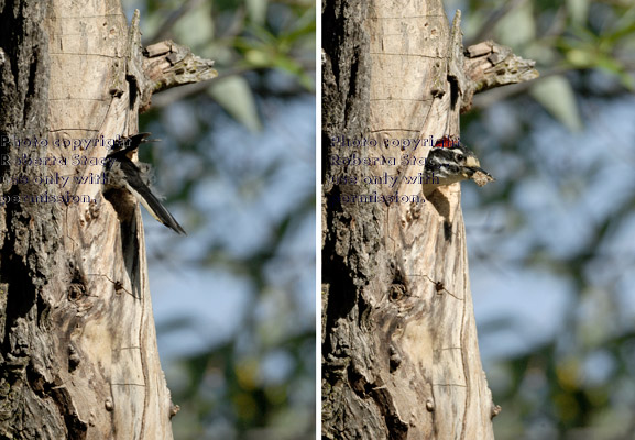 Nuttall's woodpecker father entering the nest to feed his babies and then coming back out carrying waste