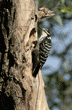 female Nuttall's woodpecker on tree looking up