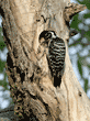 female Nuttall's woodpecker feeding one of her babies