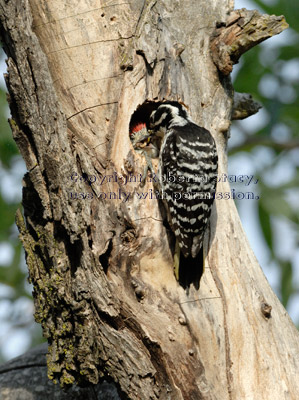 female Nuttall's woodpecker feeding one of her babies