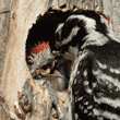 close-up of female Nuttall's woodpecker feeding one of her babies
